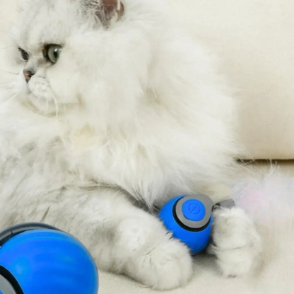PawWhirl™ – Het interactieve speeltje dat katten in beweging brengt | 1+1 GRATIS
