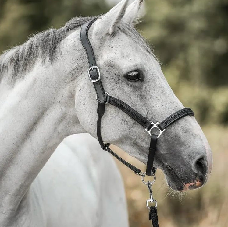 EquiJoy™ Adventskalender – Elke dag een moment van magie voor jou en je paard