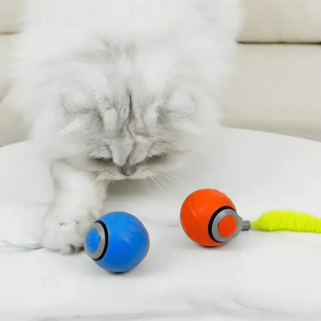 PawWhirl™ – Het interactieve speeltje dat katten in beweging brengt | 1+1 GRATIS