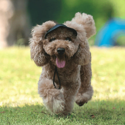 PawChic™ – Zonnehoed voor Honden