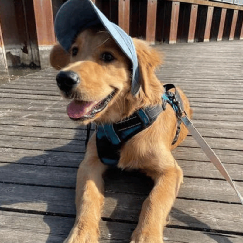 PawChic™ – Zonnehoed voor Honden